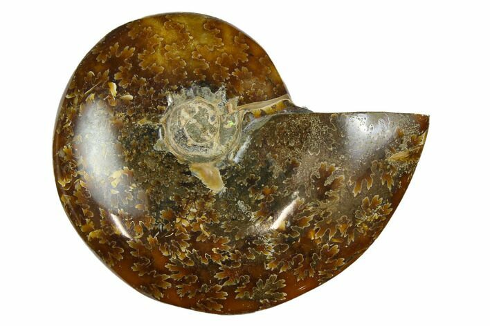 Polished, Agatized Ammonite (Cleoniceras) - Madagascar #164142